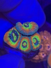 Live coral wysiwyg for sale  Middleburg
