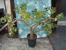 succulents spring for sale succulents spring for sale San Marcos