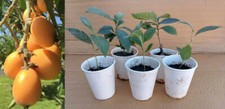 Japanese golden loquat for sale  Fresno