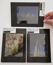 Arizona saguaro cactus for sale  Mesa