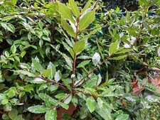Live bay laurel for sale  USA