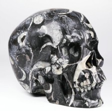 Huge 5.0 shell for sale  USA