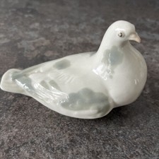 Lomonosov dove pigeon for sale  HAYLING ISLAND