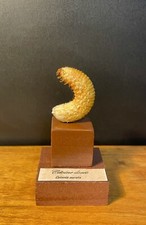 Entomology taxidermy larva usato  Roma