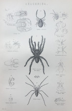 Antique spider print for sale  TORRINGTON