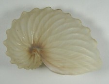 Argonauta hians 66mm for sale  Carlsbad