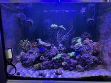 Meerwasser aquarium salzwasser gebraucht kaufen  Berlin