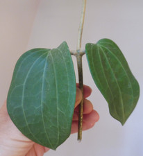 Hoya latifolia leaf gebraucht kaufen  Rain