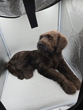 Realistic chocolate lab for sale  Randolph
