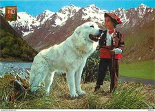 Animaux chiens chien d'occasion  Fruges