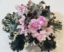 beautiful plants for sale beautiful plants for sale Summerville