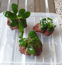 aquarium lava rock for sale aquarium lava rock for sale GLASGOW
