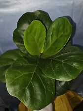 Ficus lyrata live for sale  Homestead