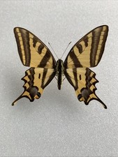 Entomologie papilio alexanor gebraucht kaufen  Marienmünster