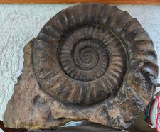 Arietites pinguis großer gebraucht kaufen  Coburg