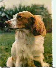 Animals dogs breton d'occasion  Expédié en Belgium