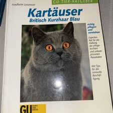 Kartäuser britisch kurzhaar gebraucht kaufen  Kaiserslautern