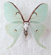 Actias luna female for sale  SLEAFORD