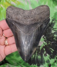Megalodon sharks tooth for sale  Bloomsburg