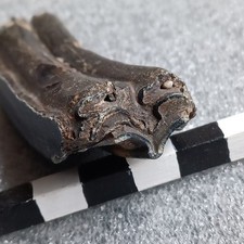Wildrind backenzahn eiszeit gebraucht kaufen  Euskirchen