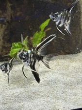 Blue marble angelfish for sale  Newport
