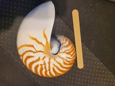 Nautilus shell natural for sale  Raleigh