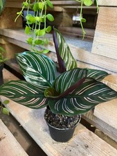 Calathea sanderiana pin for sale  SOUTHAMPTON
