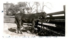 1950s horse wooden for sale  Orange
