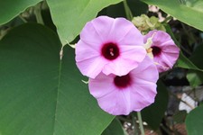 Samen pflanzen terrasse gebraucht kaufen Samen pflanzen terrasse gebraucht kaufen  Calw