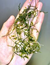 Caulerpa serrulata live for sale  HITCHIN