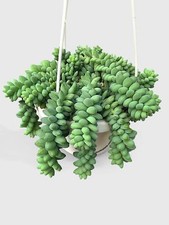 Burro donkey tail for sale  Great Neck