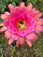 Ibrido trichocereus ka2017.181 usato  Spedire a Italy
