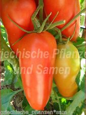 Hochloma flaschen tomate gebraucht kaufen  Pliezhausen