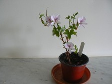 Pelargonium grandiflorum for sale  HONITON