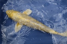 Beautiful yamabuki ogon for sale  Pompano Beach