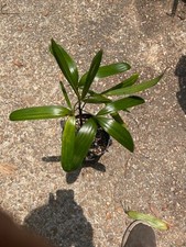 Rhapis laosensis aka for sale  Franklin