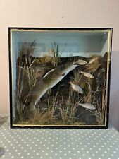 Simply stunning taxidermy for sale  GAINSBOROUGH