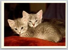 Postcards cats kittens for sale  Newtown