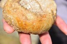 Ammonite cadomites delongchamp d'occasion  Pont-à-Mousson