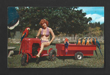 Usado, CARTÃO POSTAL: MODELO DE BIQUÍNI FLORIDA EM TRATOR MINIATURA PUXANDO PAPAGAIOS comprar usado  Enviando para Brazil