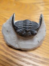 Hollardops trilobites fossil. for sale  SAFFRON WALDEN