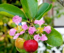 Barbados cherry tropical for sale  Wauchula