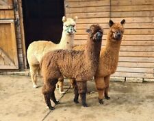 Raw unwashed alpaca for sale  LONDON