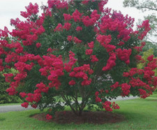 Cherokee crape myrtle for sale  Archer