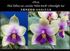 Phalaenopsis bellina white for sale  SHREWSBURY