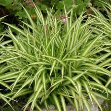 Spider plant plug for sale  LONDON