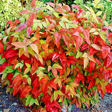 Firepower dwarf heavenly for sale  Beachwood
