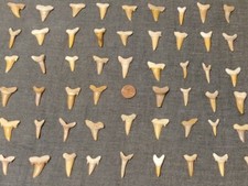 Haifischzähne versteinert 3cm gebraucht kaufen  Dortmund