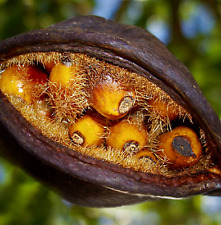 Brachychiton populneus seeds usato  Napoli