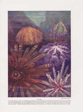 Seeigel echinoidea stachelhäu gebraucht kaufen  Kassel